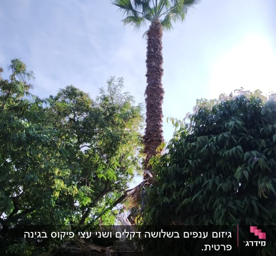 עץ דקל עם ענפים גזומים בחלקו התחתון